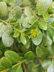 Buxus sempervirens