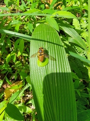Megachile rufovittata
