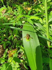 Megachile rufovittata