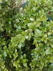 Buxus sempervirens