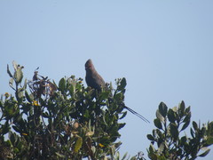 Urocolius indicus indicus