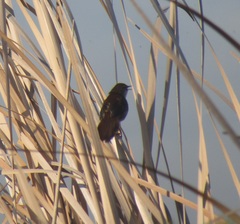 Bradypterus baboecala baboecala