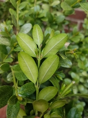 Buxus sempervirens