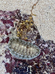 Chiton
