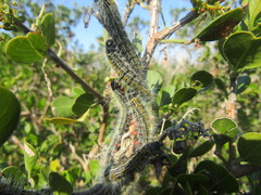 Bombycomorpha bifascia