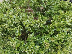 Buxus sempervirens