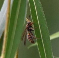 Polistes snelleni