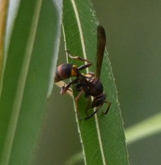 Polistes snelleni