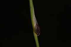 Chorizandra cymbaria