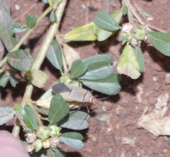 Dysdercus nigrofasciatus