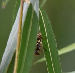 Polistes snelleni
