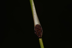 Chorizandra cymbaria