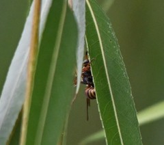 Polistes snelleni