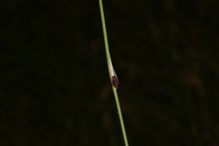 Chorizandra cymbaria