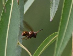 Polistes snelleni