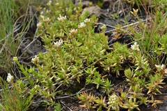 Crassula dependens