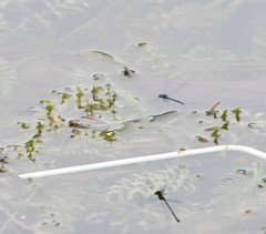 Paracercion calamorum