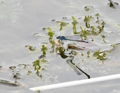 Paracercion calamorum