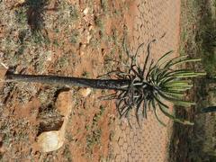 Euphorbia sekukuniensis