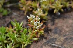 Crassula dependens