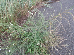 Corispermum declinatum