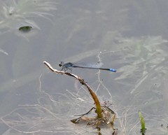 Paracercion calamorum