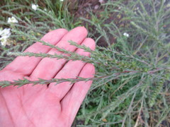 Corispermum declinatum