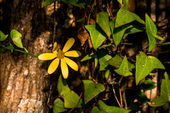 Senecio macroglossus