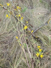 Jacobaea borysthenica