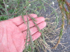 Corispermum declinatum