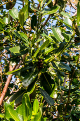 Sideroxylon inerme inerme