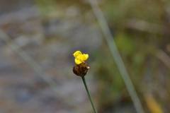 Xyris capensis