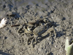 Venitus latreillei