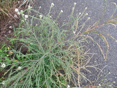 Corispermum declinatum