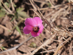 Modiolastrum gilliesii