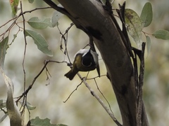 Melithreptus chloropsis