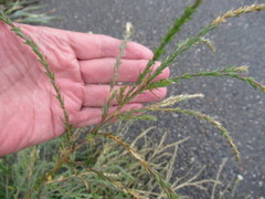 Corispermum declinatum