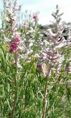 Paranomus bracteolaris