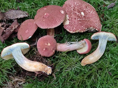 Xerocomellus armeniacus