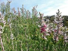 Paranomus bracteolaris