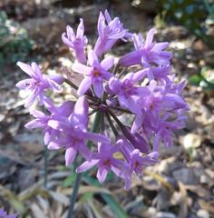Tulbaghia simmleri