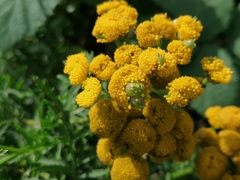 Rhopalomyia tanaceticola