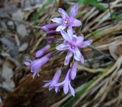 Tulbaghia simmleri