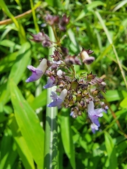 Isodon amethystoides