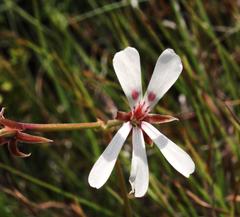 Ciconium