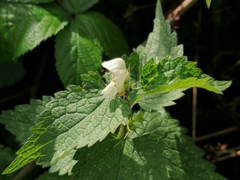 Lamium album