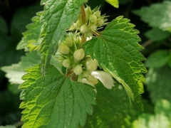 Lamium album