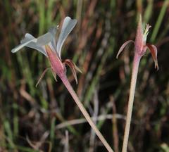 Ciconium