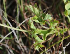 Ciconium