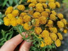 Rhopalomyia tanaceticola